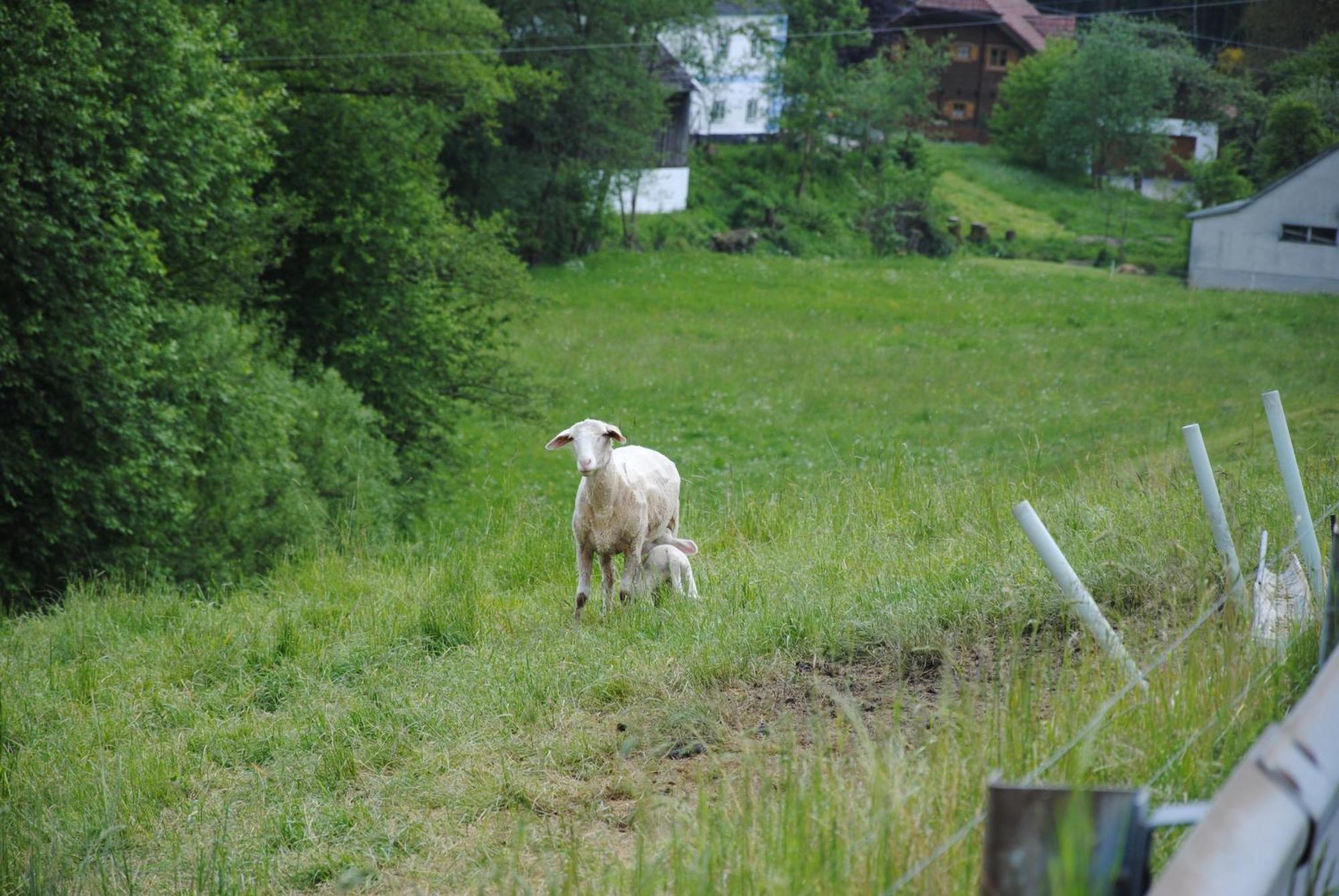 Landgasthof Seyrlberg Reichenau im Muhlkreis Exterior photo
